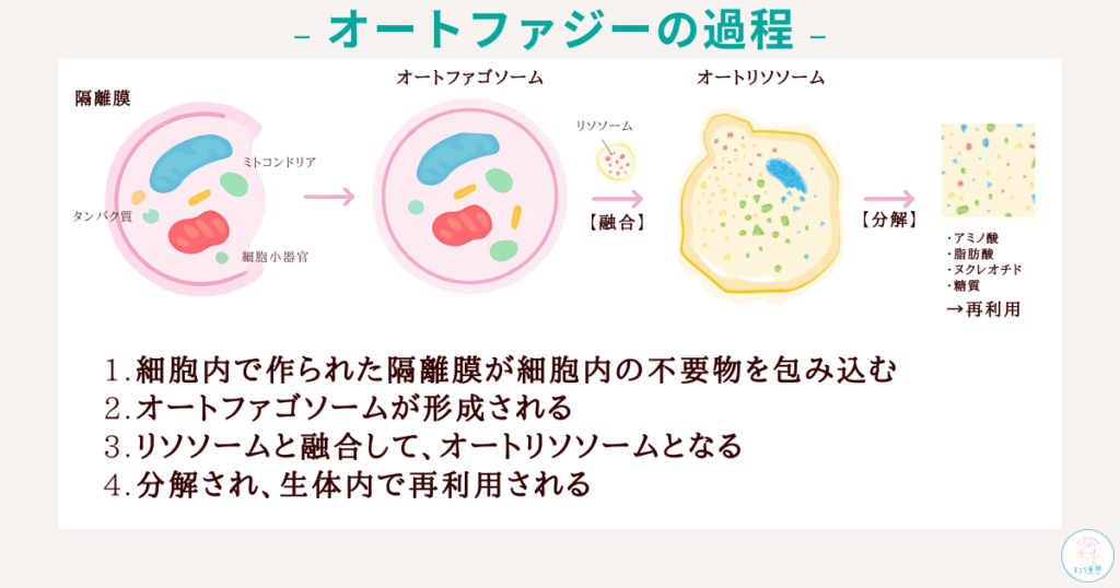 オートファジーとは?|細胞が“自分で自分をキレイにする”力(オートファジーの過程)